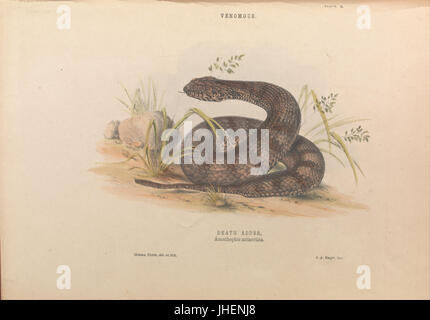 Helena Forde - Death Adder, Acanthophis antarctique - Banque D'Images