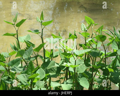20150424Fallopia japonica1 Banque D'Images