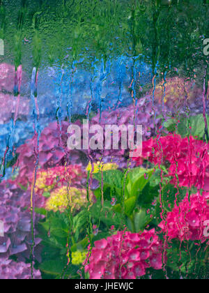 Hortensias dans une vue à partir de la frontière d'un abri dans la fenêtre après la pluie Banque D'Images