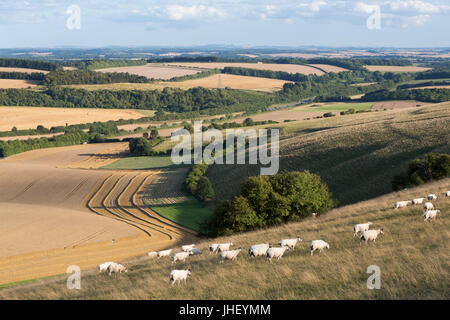 Vue sur les champs de blé d'été et des ovins de haut de Beacon Hill, près de Highclere, Hampshire, Angleterre, Royaume-Uni, Europe Banque D'Images