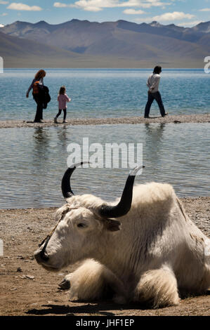 Les touristes et les yaks dans lac Tso Nam Nam (Co) dans les montagnes Nyainqentanglha, Tibet. Banque D'Images