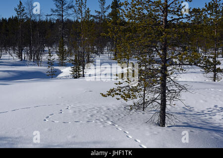 Des pistes d'animaux dans la forêt de la taïga près de Muotkan Maja Lodge en Laponie finlandaise Banque D'Images