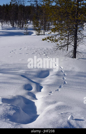 Des pistes d'animaux dans la forêt de la taïga près de Muotkan Maja Lodge en Laponie finlandaise Banque D'Images