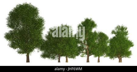 Illustration 3D Ligne d'arbres isolé sur blanc, peut être utilisé pour la peinture mat. Banque D'Images