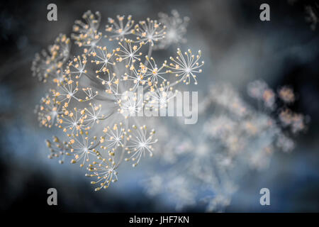 Gros plan macro de l'aneth floraison fleurs en grappe herb garden Banque D'Images