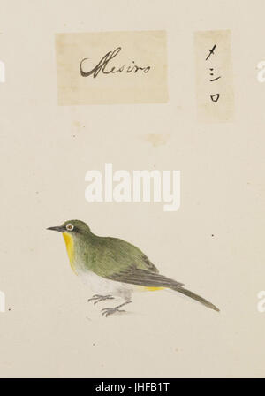 Naturalis Biodiversity Centre - RMNH.ART.392 - Zosterops japonica - Kawahara Keiga - 1823 - 1829 - Collection Siebold - dessin au crayon - couleur de l'eau Banque D'Images