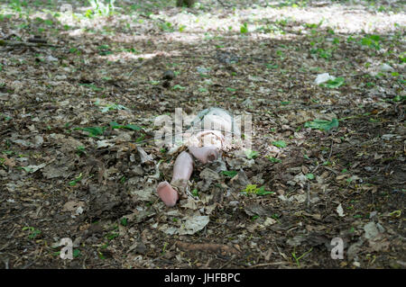 Une poupée cassée est située en face d'un jardin d'enfants abandonnés à Tchernobyl Banque D'Images