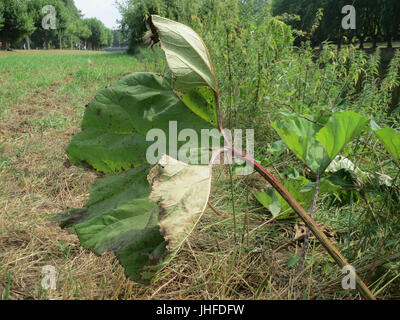 20150809Petasites hybridus1 Banque D'Images