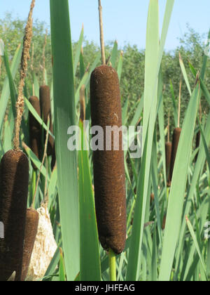 Typha latifolia, communément appelé le cattail à feuilles larges, est une plante aquatique présente dans les zones humides, jouant un rôle important dans les écosystèmes des zones humides. Banque D'Images