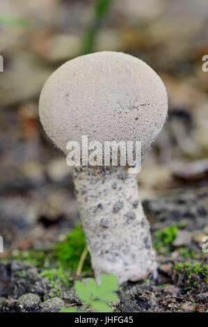 En forme de pilon, Vesse-de-du-Nord - Westphalie, Allemagne / (Calvatia excipuliformis) / Pilon Puffball Banque D'Images