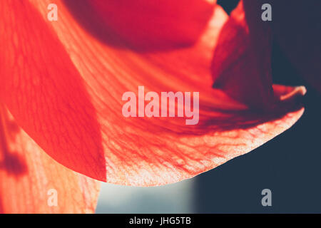 Close up de pétales de fleurs de l'amaryllis dans la lumière du soleil Banque D'Images