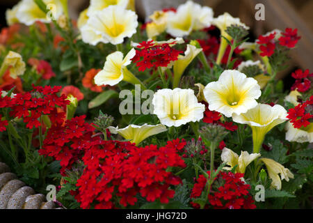 Une collection de fleurs dans un pot en béton. Banque D'Images