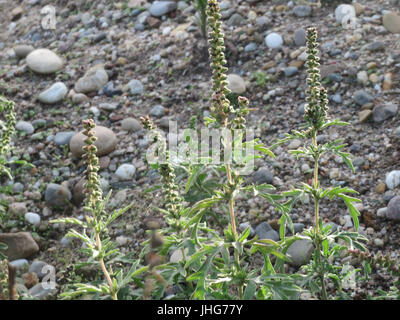 20151005Ambrosia artemisiifolia4 Banque D'Images