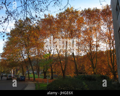 20151105Platanus x hispanica1 Banque D'Images