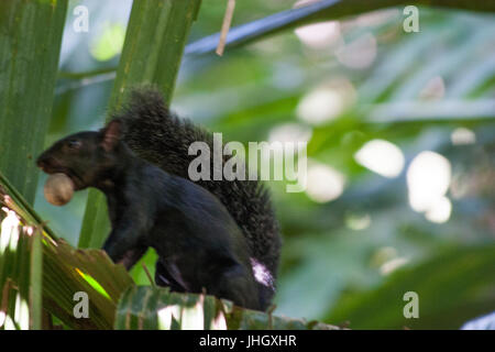 Tamia écureuil noisette manger dans un arbre au Mexique, Tabasco, Villahermosa Banque D'Images