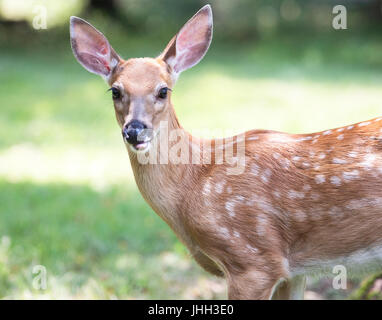 Les jeunes faons Whitetail Banque D'Images