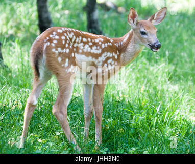 Les jeunes faons Whitetail Banque D'Images