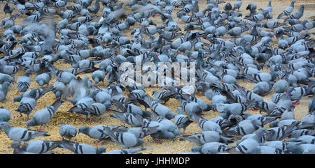 Les pigeons manger du pain sur la place à Jaipur, Inde. Banque D'Images