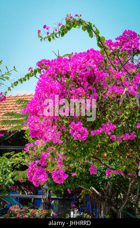 Fleurs de bougainvilliers rouges sous ciel bleu à jour ensoleillé. Banque D'Images