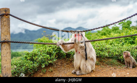 Les singes jouant dans la montagne Arashiyama, Kyoto Banque D'Images