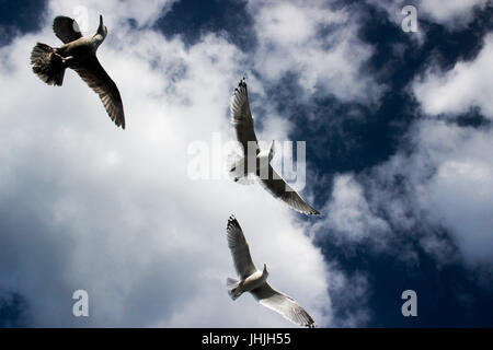 Trois mouettes dans le ciel. Banque D'Images