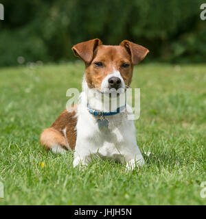 Jack Russell Terrier dog Banque D'Images