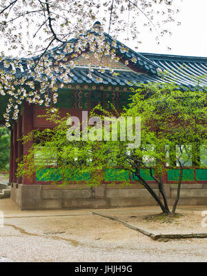 Pagode traditionnel coréen avec arbre vert et sakura en fleurs à Séoul palace Banque D'Images