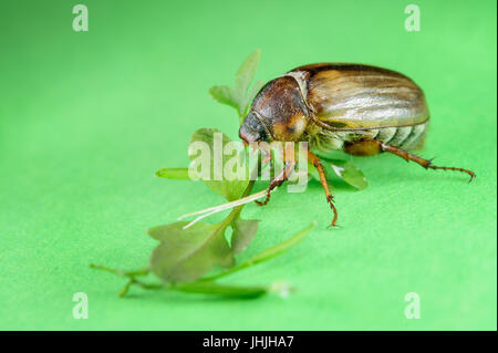 Vue rapprochée sur la common cockchafer Vue de côté sur fond vert avec des feuilles. Ravageurs de la nature. Coléoptère européen Banque D'Images