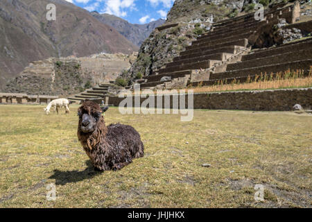 Ollantaytambo ruines Inca et terrasses - Ollantaytambo, Vallée Sacrée, Pérou Banque D'Images