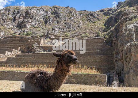 Ollantaytambo ruines Inca et terrasses - Ollantaytambo, Vallée Sacrée, Pérou Banque D'Images