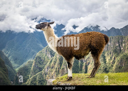 Les lamas ruines Inca au Machu Picchu - Vallée Sacrée, Pérou Banque D'Images