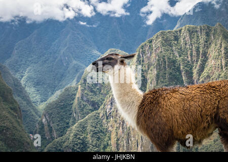 Les lamas ruines Inca au Machu Picchu - Vallée Sacrée, Pérou Banque D'Images