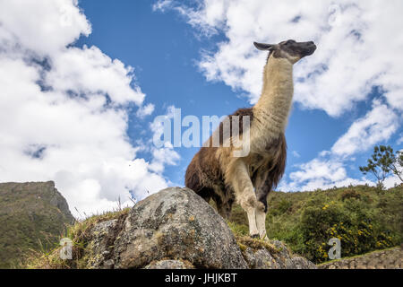 Les lamas ruines Inca au Machu Picchu - Vallée Sacrée, Pérou Banque D'Images