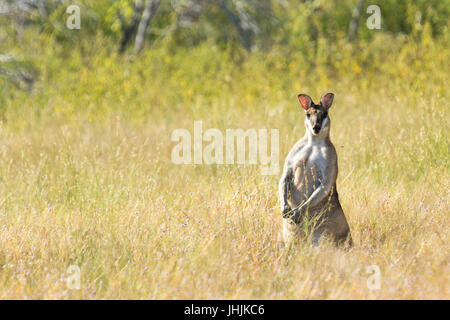 Wallaby Agile Déjà par curiosité lorsqu'un 4x4 s'est écoulé, pendant une visite d'observation des oiseaux Banque D'Images