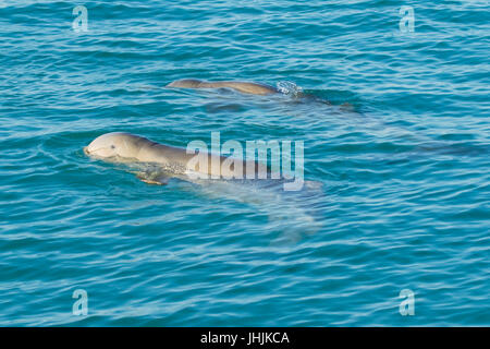 Australian Snubfin Orcaella heinsohni (dauphins) peeping à dolphin watchers. Ils se séparent de l'orcelle en 2005. Banque D'Images