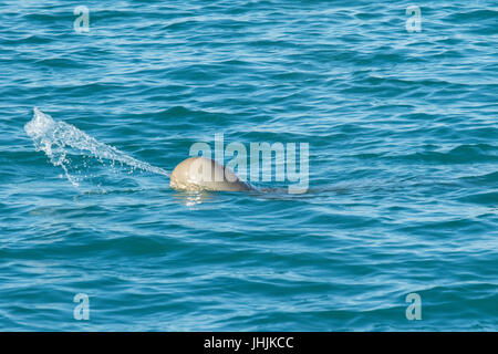 Le dauphin australien de Snubfin (Orcaella heinsohni) cracher, une façon qu'ils confondent leur proie. Ils se sont séparés du dauphin d'Irrawaddy en 2005. Banque D'Images