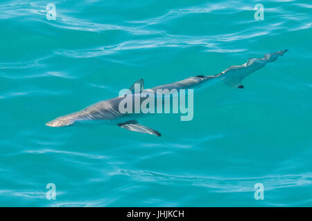 Blacktip Reef Shark venir près de la surface Banque D'Images