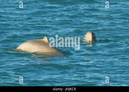 Australian Snubfin Orcaella heinsohni (dauphins) approche des dauphins en bateau. Ils se séparent de l'orcelle en 2005. Banque D'Images