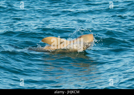 Australian Snubfin Dolphin (Orcaella heinsohni) making a splash. Ils se séparent de l'orcelle en 2005. Banque D'Images