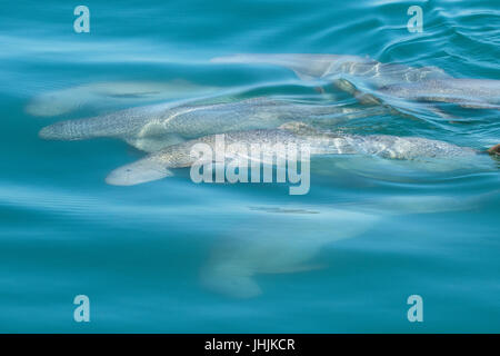 Australian Snubfin Dauphins Orcaella heinsohni (socialisation) à côté des dauphins en bateau. Ils se séparent de l'orcelle en 2005. Banque D'Images