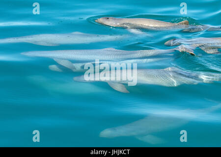 Dauphins australien des nageoires (Orcaella heinsohni) socialisation et accouplement. Cette espèce est séparée du dauphin d'Irrawaddy en 2005. Banque D'Images