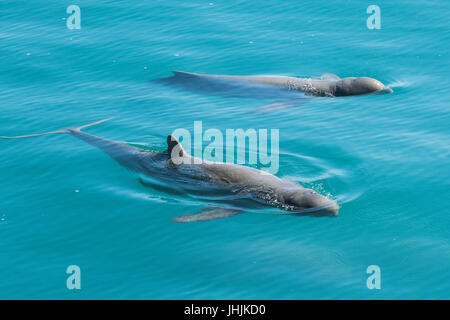 Australian Snubfin Orcaella heinsohni (dauphins) approche des dauphins en bateau. Ils se séparent de l'orcelle en 2005. Banque D'Images