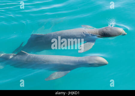 Australian Snubfin Orcaella heinsohni (dauphins) approche des dauphins en bateau un piaulement. Ils se séparent de l'orcelle en 2005. Banque D'Images