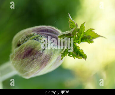 La rhubarbe sauvage bud fleur sur fond flou. Banque D'Images