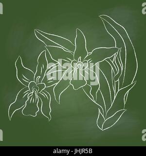 Dessin à la main d'une branche d'Orchidée sur textured green office. Concept de l'éducation, Vector Illustration Illustration de Vecteur