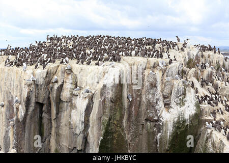 Falaise de nidification pour les guillemots, les petits pingouins, les mouettes et les cormorans, Iles Farne, Northumbria, England, UK. Banque D'Images