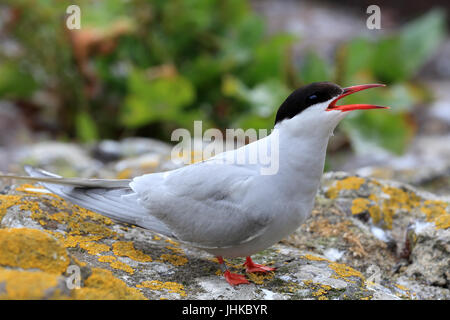 Sterne arctique (Sterna paradisaea), des profils d'appeler, Iles Farne, Yorkshire, Angleterre, Royaume-Uni. Banque D'Images