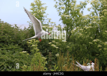 Sterne arctique (Sterna paradisaea), des profils présentant un lançon pour son coéquipier assis sur le nid, Iles Farne, Northumbria, England, UK. Banque D'Images