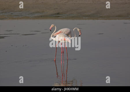 Ras Al Khor Wildlife Sanctuary, DUBAÏ, ÉMIRATS ARABES UNIS Banque D'Images