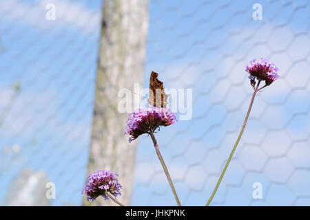 Virgule est papillon avec ailes fermées sur une fleur de verveine longue tige contre le ciel bleu Banque D'Images